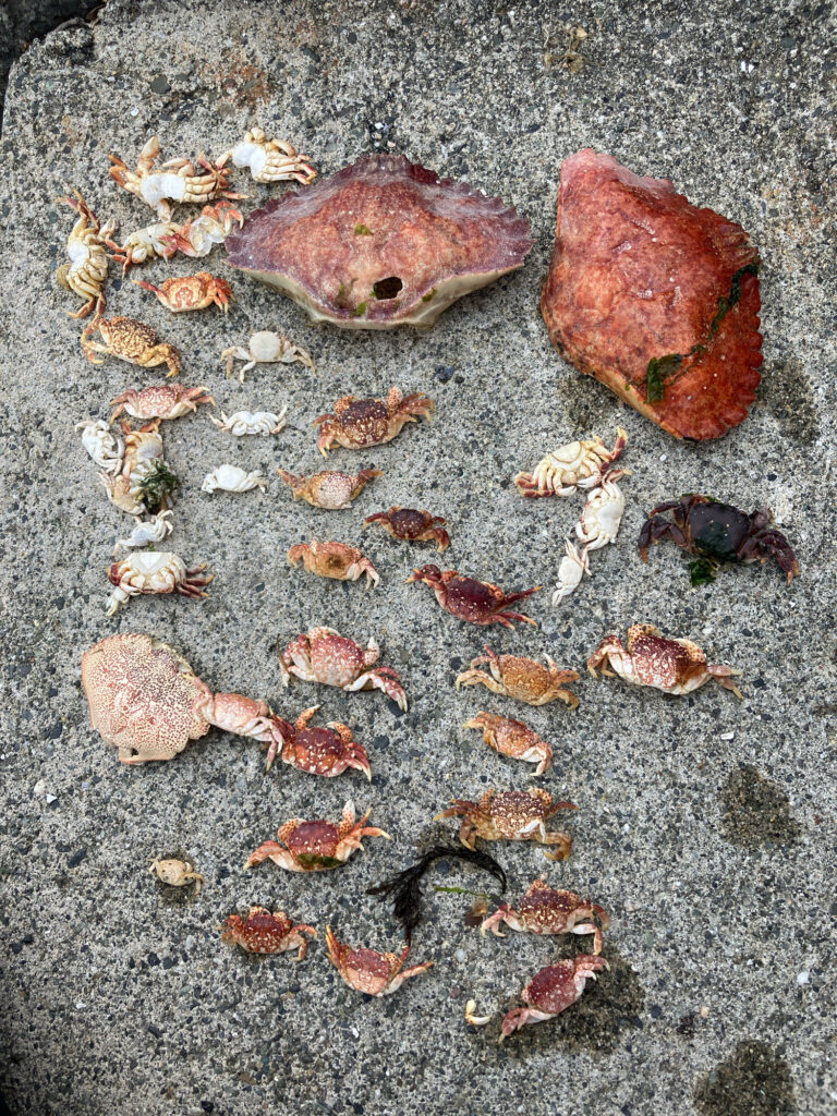 a group of leaves on the ground (MyCoast AI)