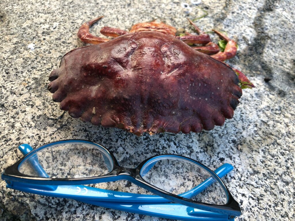 a pile of meat next to scissors (MyCoast AI)