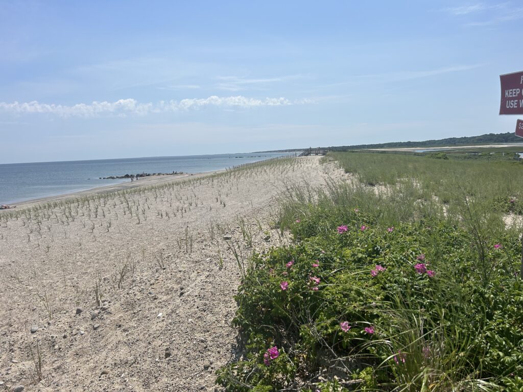 a beach with flowers and grass (MyCoast AI)