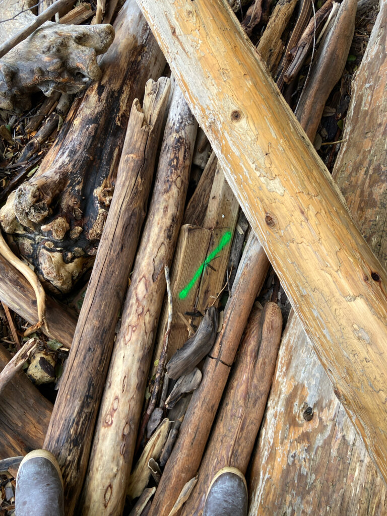 a green lizard on a log (MyCoast AI)