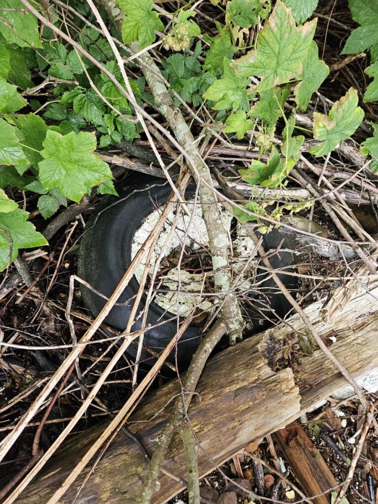 a tree branch with a hole in it (MyCoast AI)