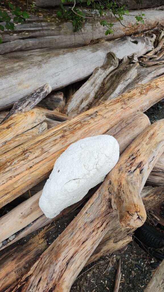 a group of logs (MyCoast AI)
