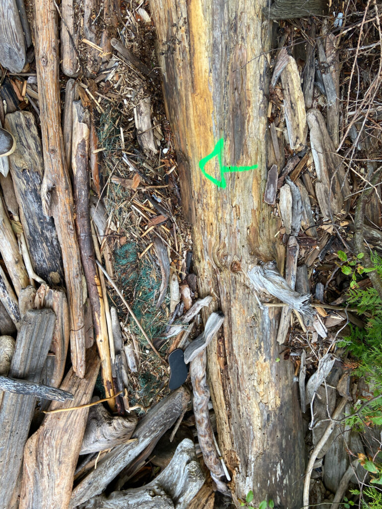 a tree trunk with a green sign (MyCoast AI)