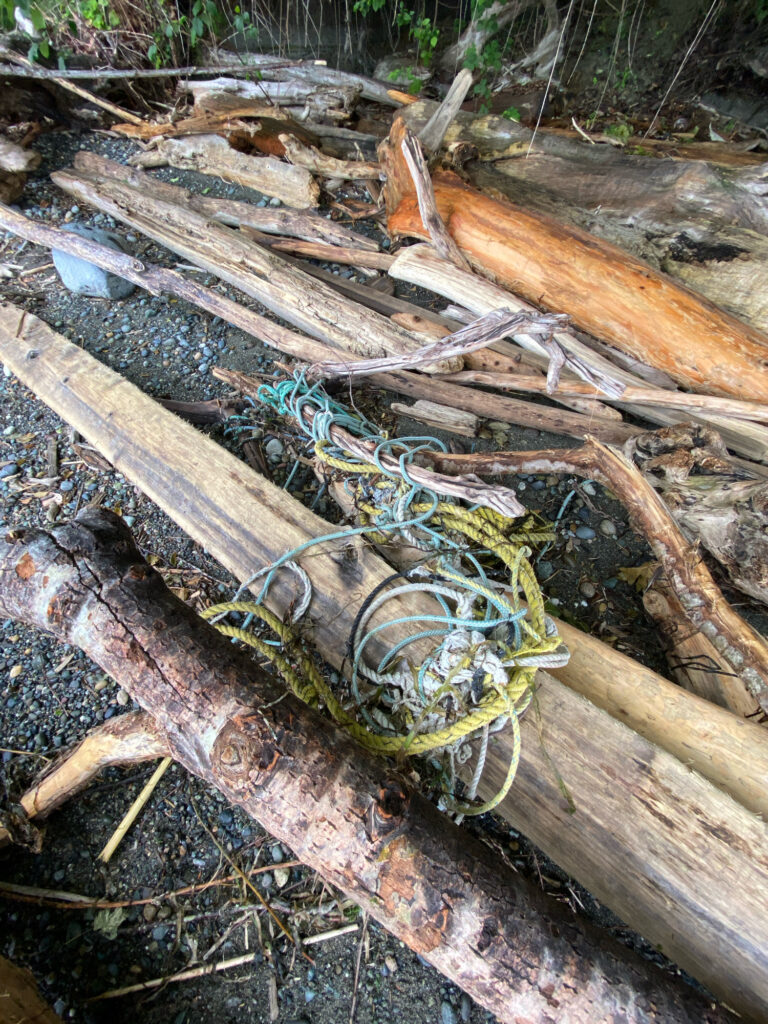 a spider on a log (MyCoast AI)