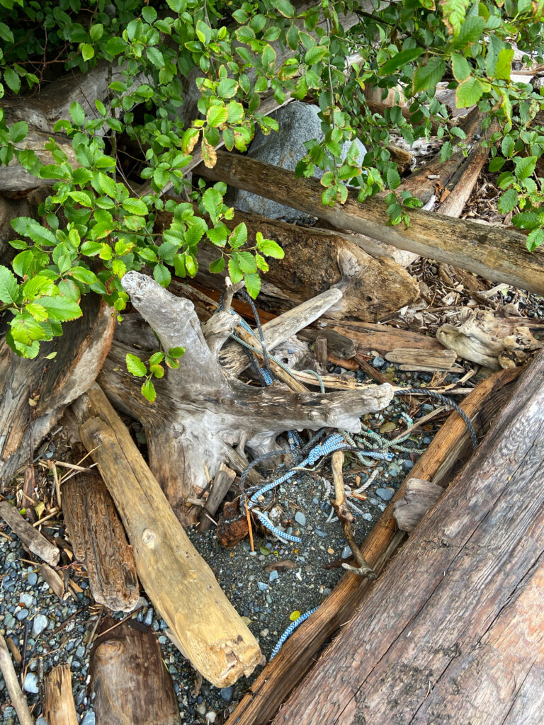 a group of plants growing on a log (MyCoast AI)