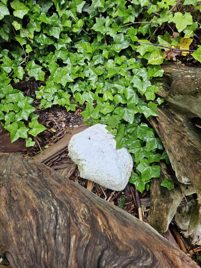 a rock on a log (MyCoast AI)