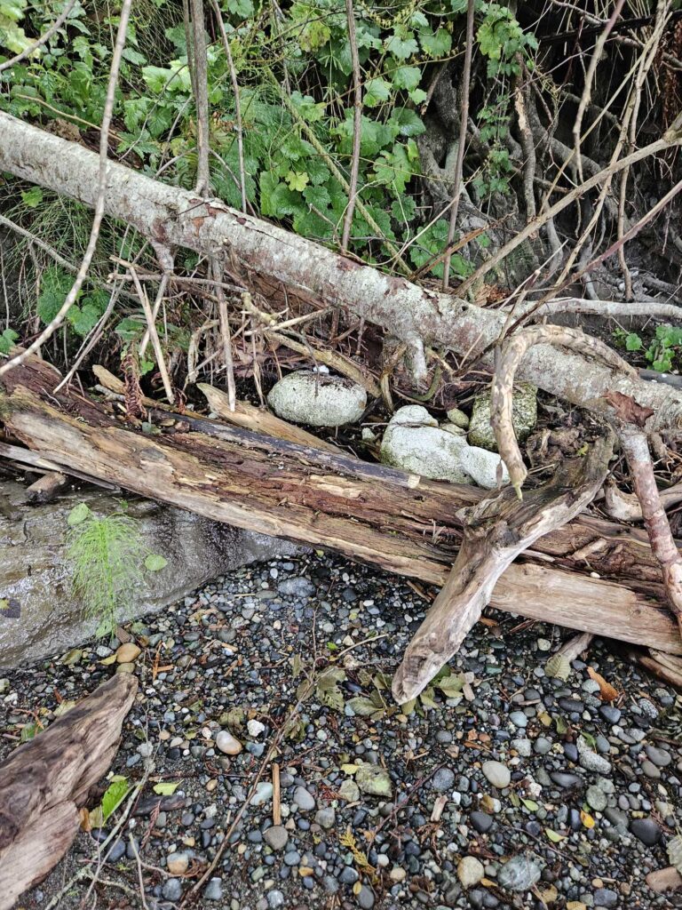 a tree branch with a skull on it (MyCoast AI)