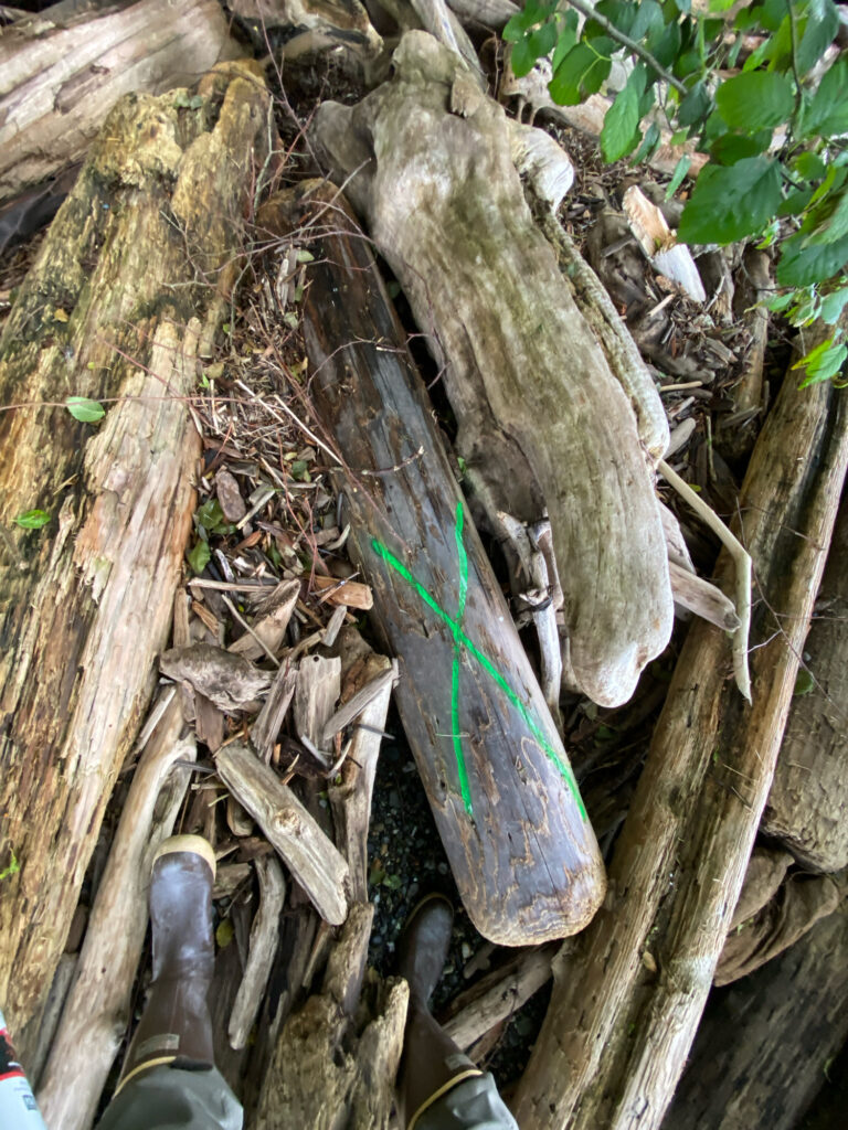 a green snake on a tree stump (MyCoast AI)