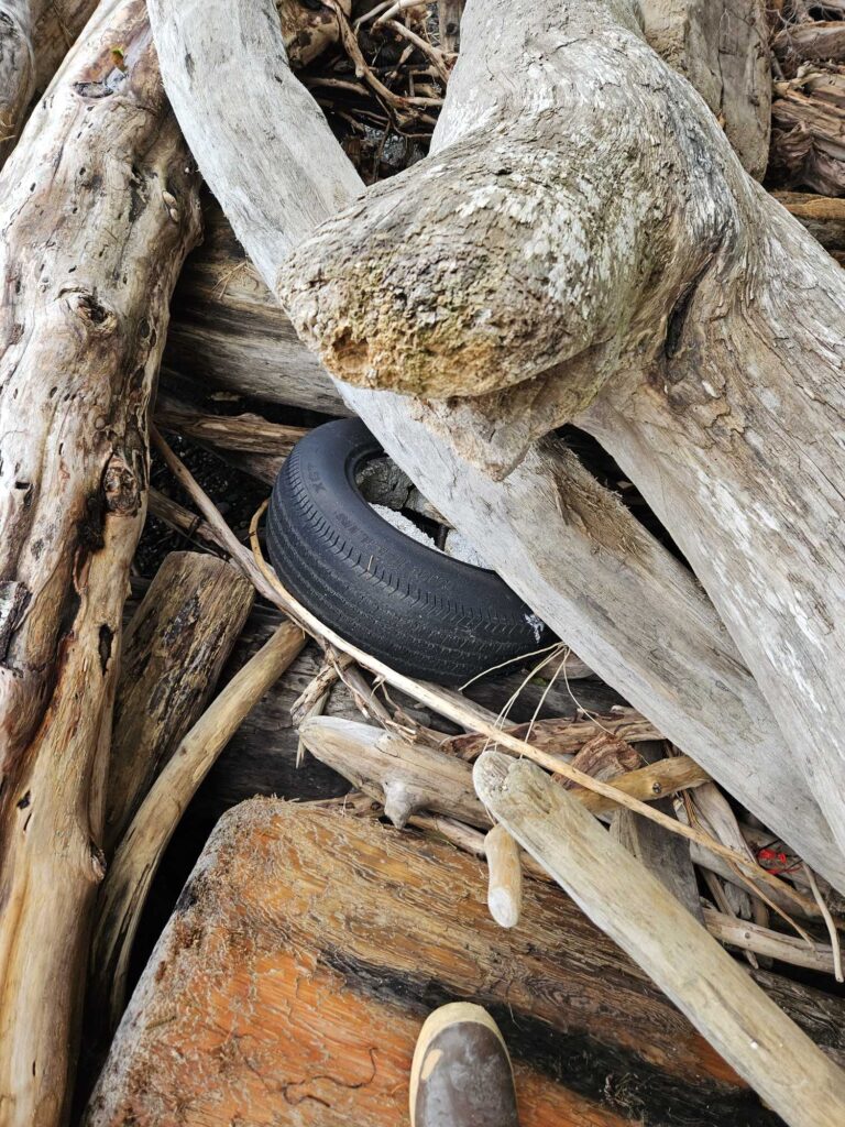 a snake in a tree (MyCoast AI)