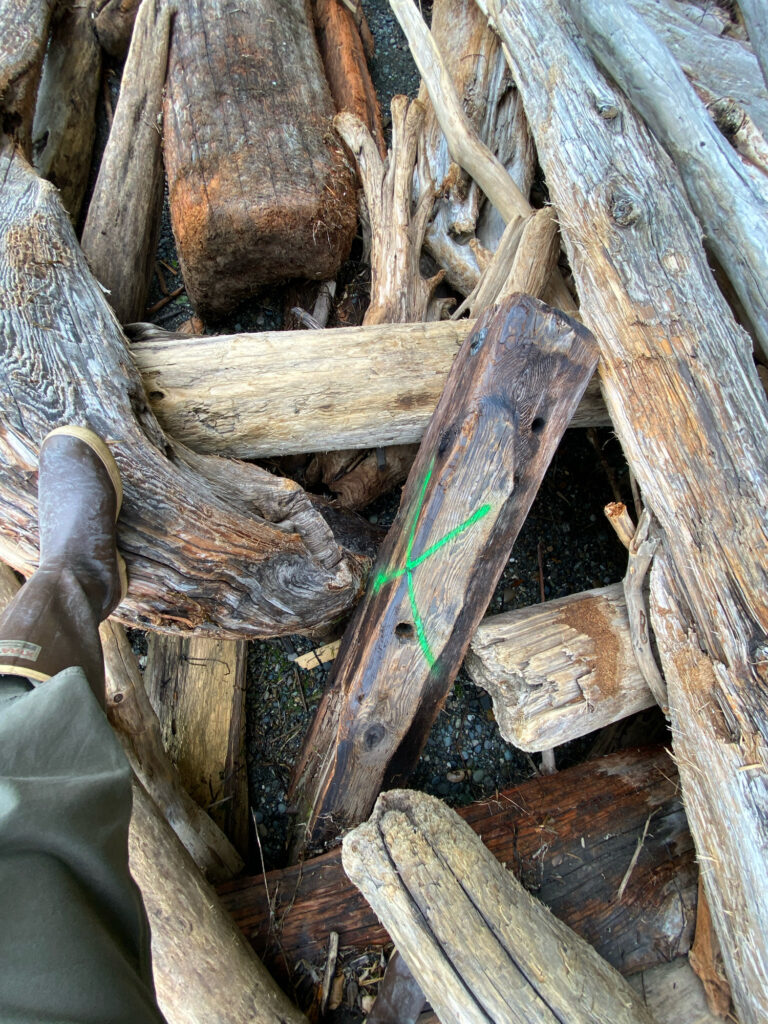 a lizard on a log (MyCoast AI)