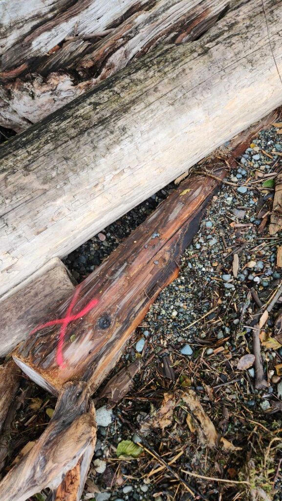 a red scissors on a tree (MyCoast AI)