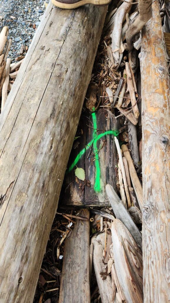 a green insect on a tree stump (MyCoast AI)