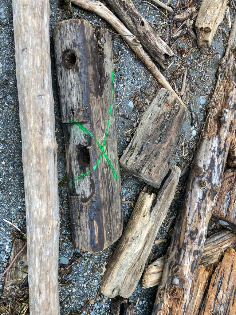 a bird in a hole in a tree (MyCoast AI)