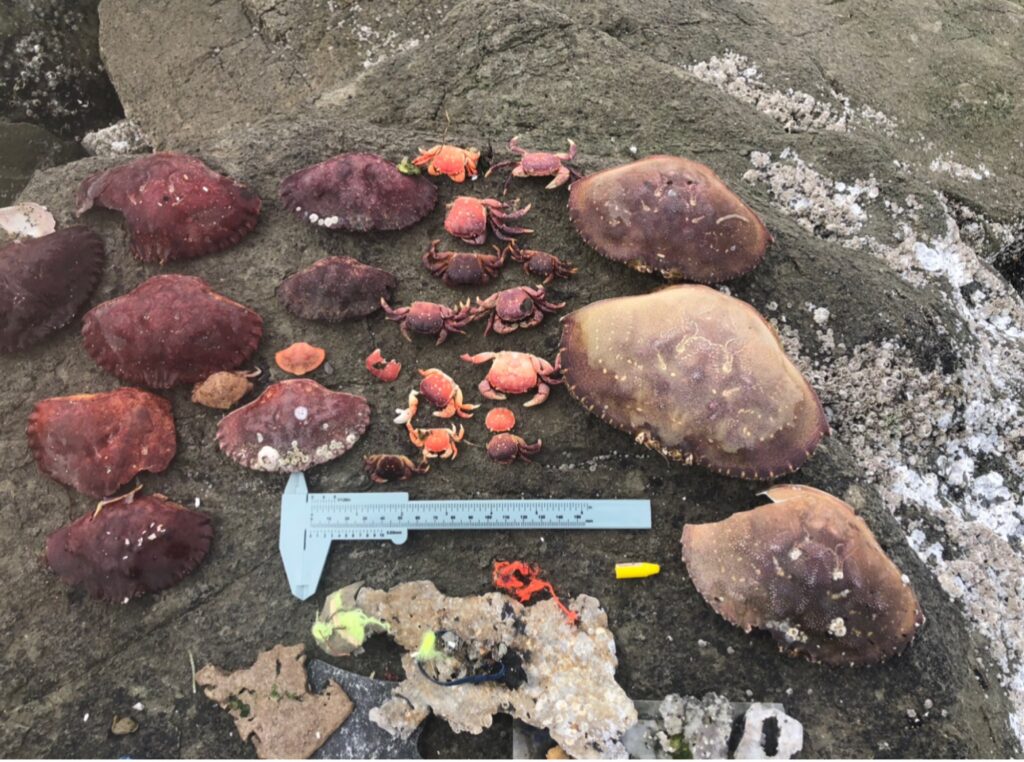 a group of rocks and a ruler (MyCoast AI)