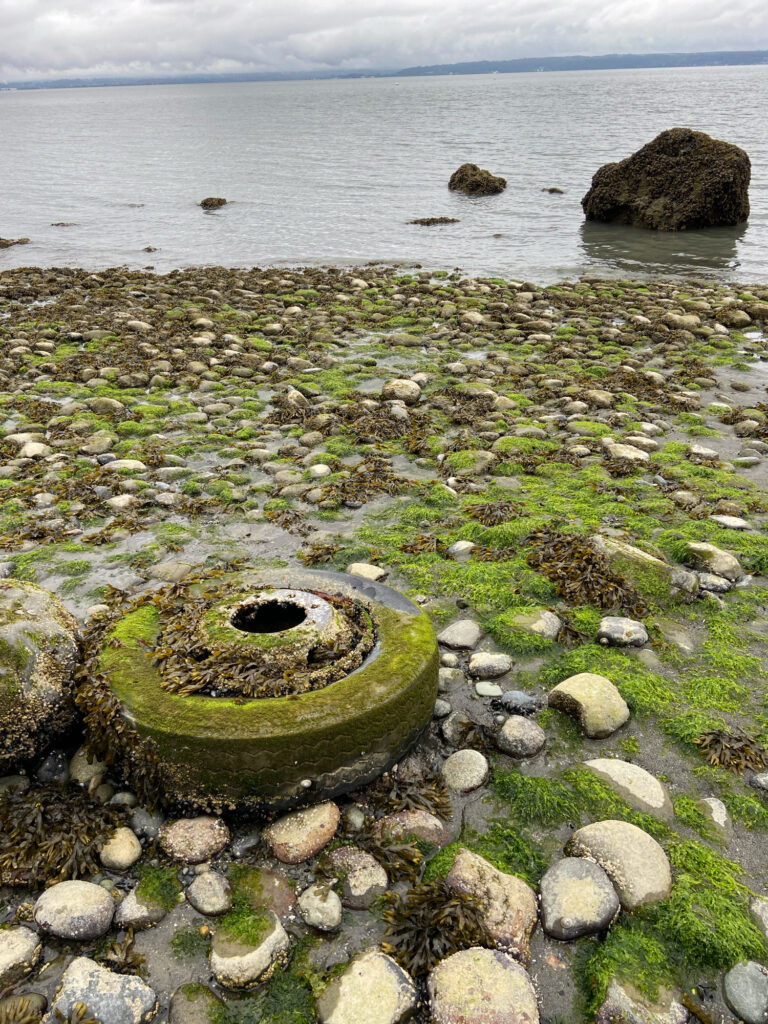 a turtle on a rocky beach (MyCoast AI)