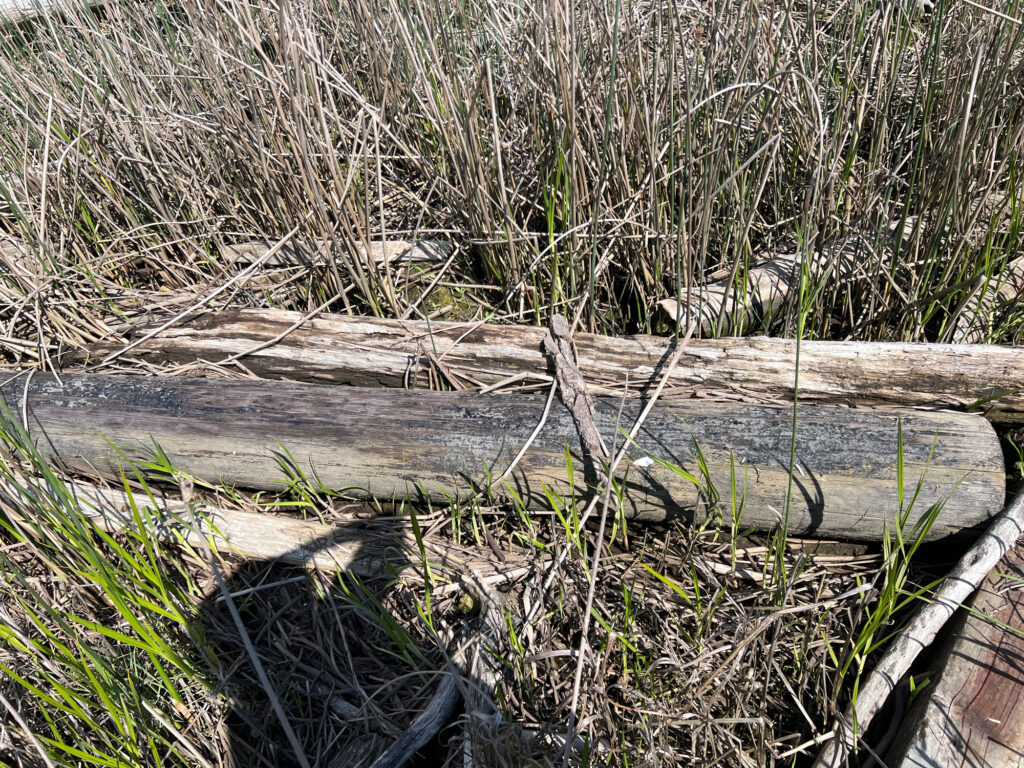 a log in the grass (MyCoast AI)