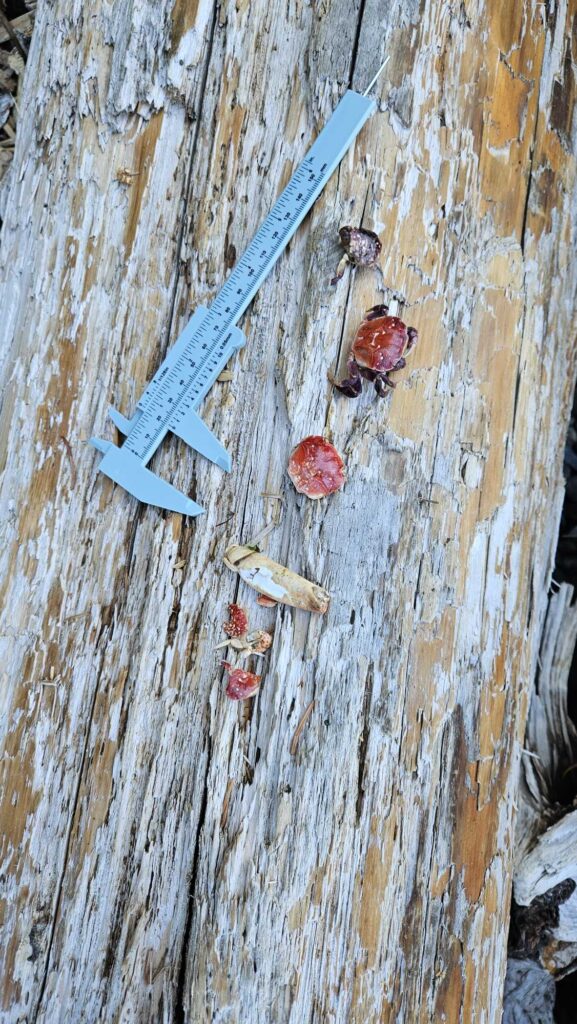 a knife and a knife on a wood surface (MyCoast AI)