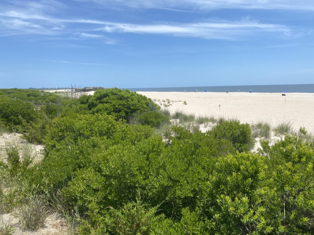 a landscape with trees and bushes (MyCoast AI)