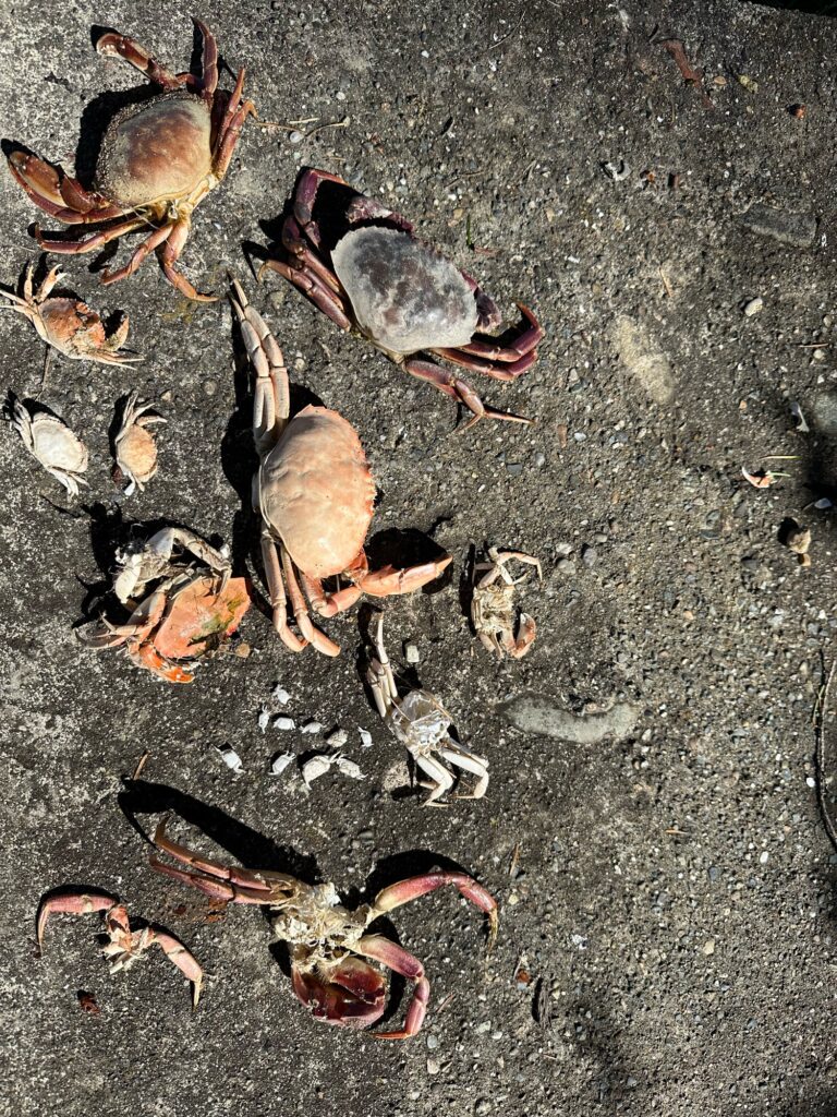 a group of crab on the ground (MyCoast AI)