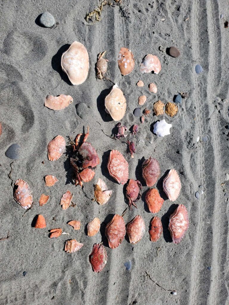 a group of red and white rocks (MyCoast AI)