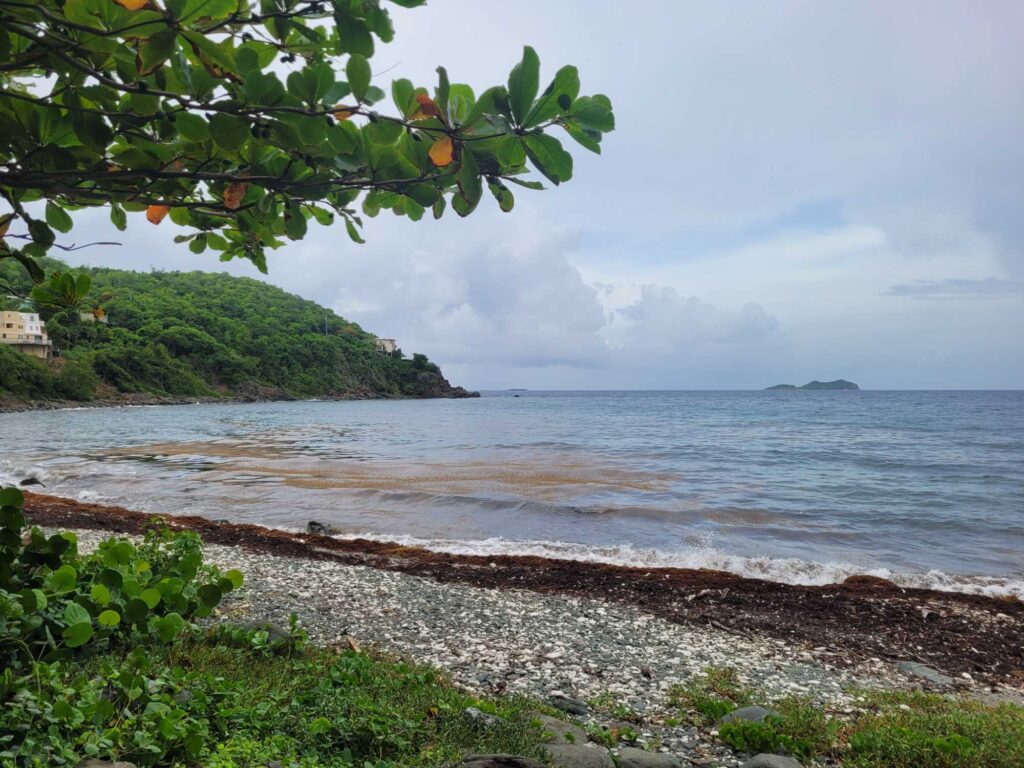 a beach with a tree (MyCoast AI)