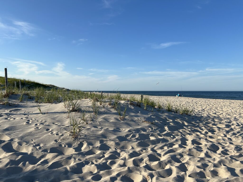 a sandy beach with plants and water in the background (MyCoast AI)