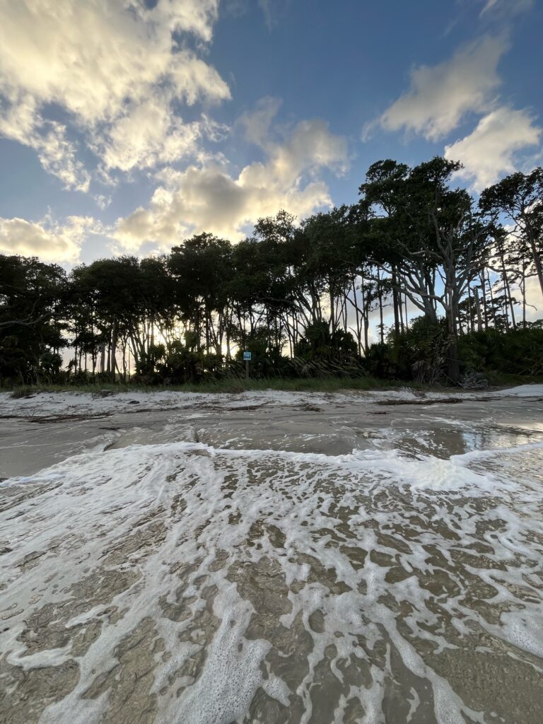 a beach with trees in the background (MyCoast AI)