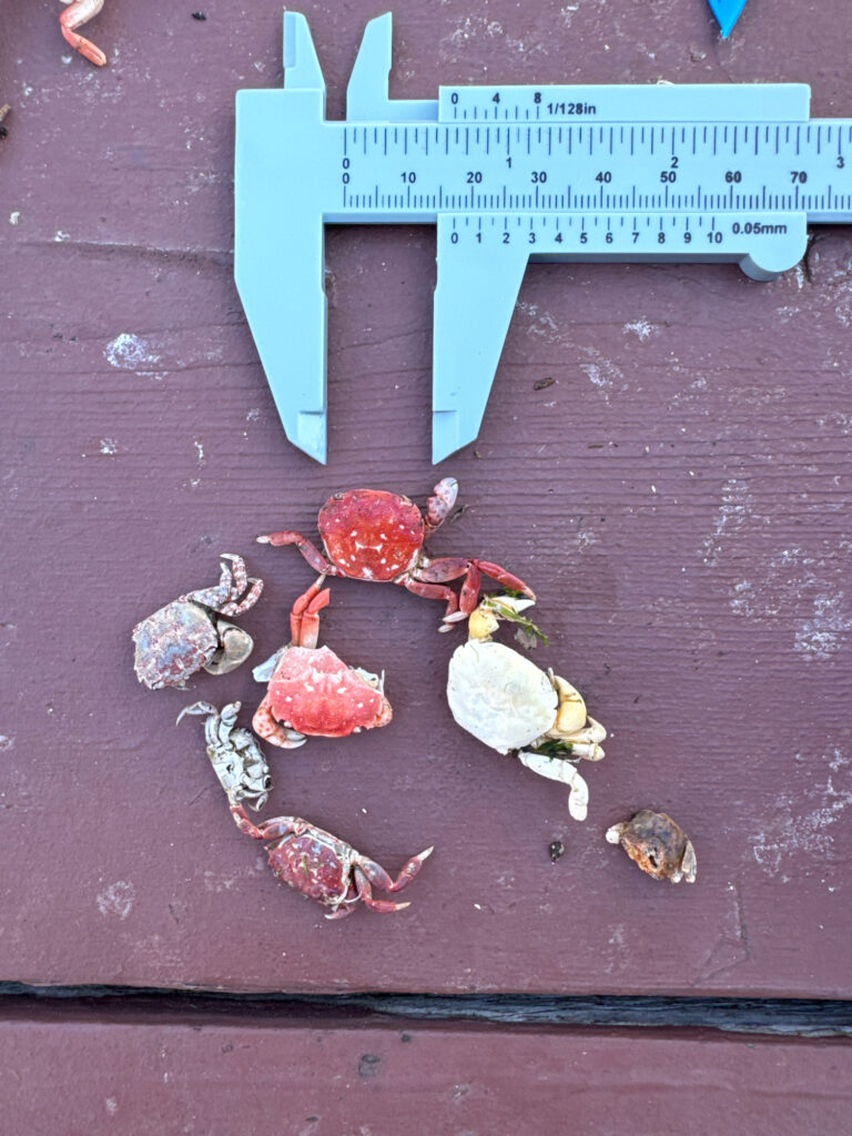 a group of crab shells on a wood surface (MyCoast AI)