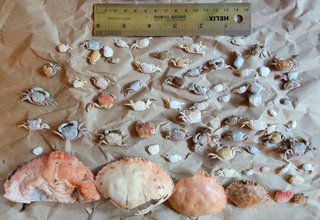 a pile of sea shells (MyCoast AI)
