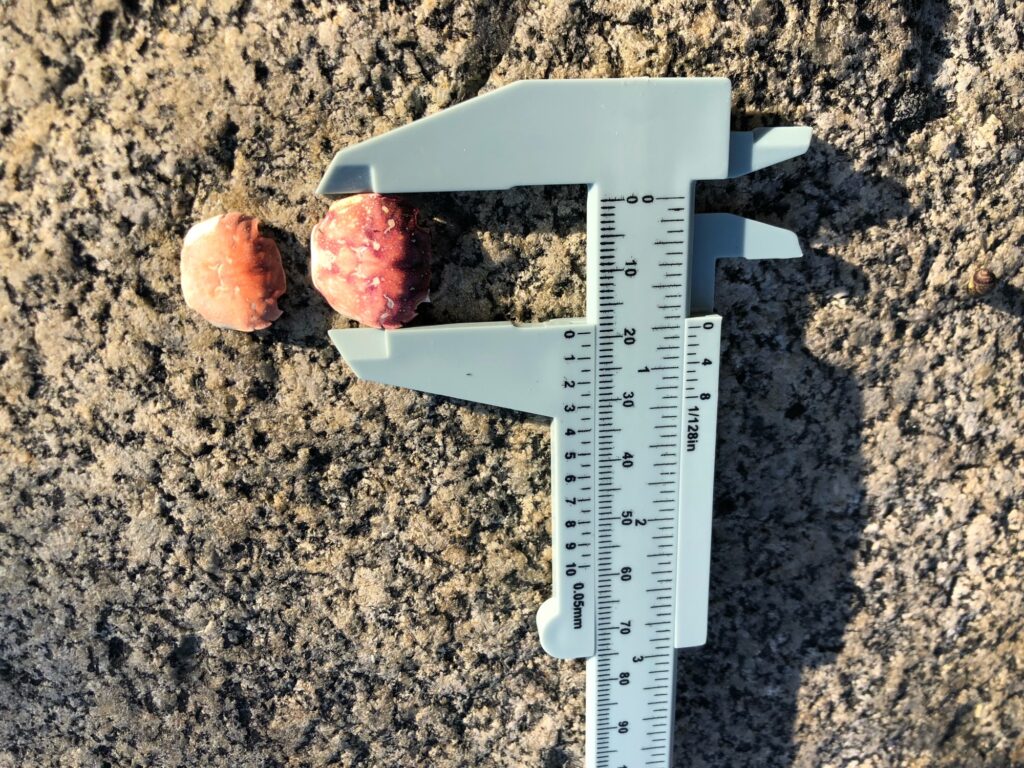 a ruler next to some fruit (MyCoast AI)