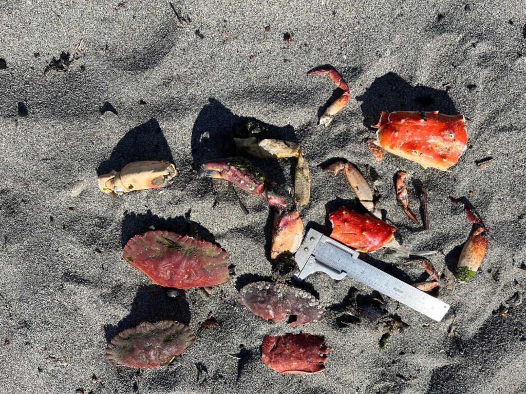 a group of red and orange leaves on the ground (MyCoast AI)