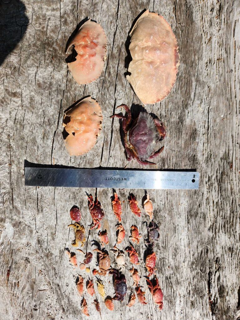 a knife and a group of chickens (MyCoast AI)