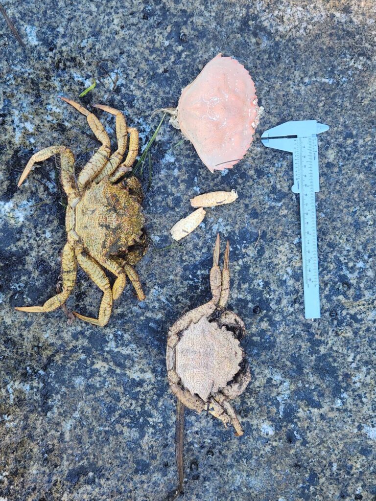 a crab and a knife on the ground (MyCoast AI)