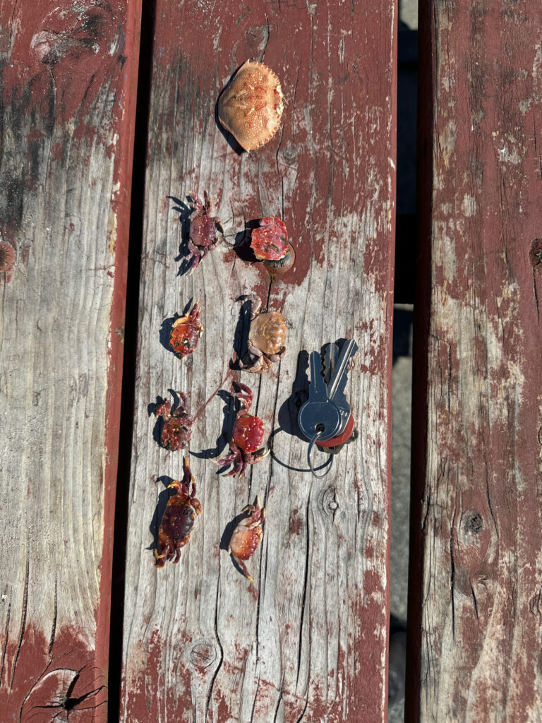 a door with a number of butterflies on it (MyCoast AI)