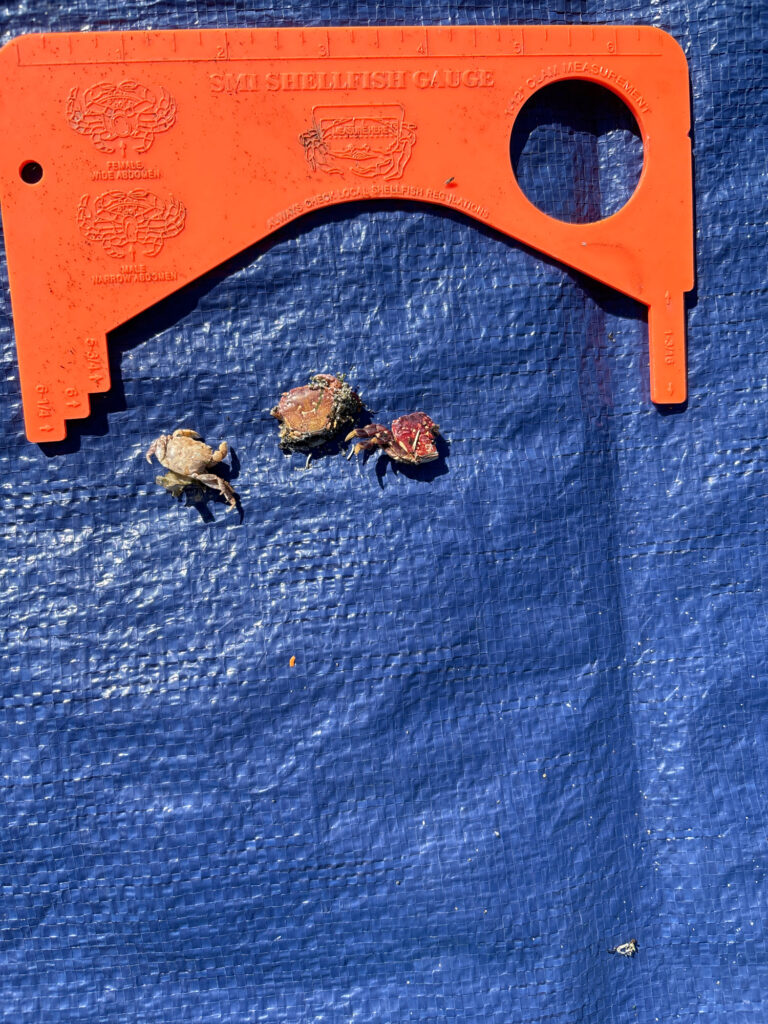 a pair of scissors and a pair of bees on a blue surface (MyCoast AI)
