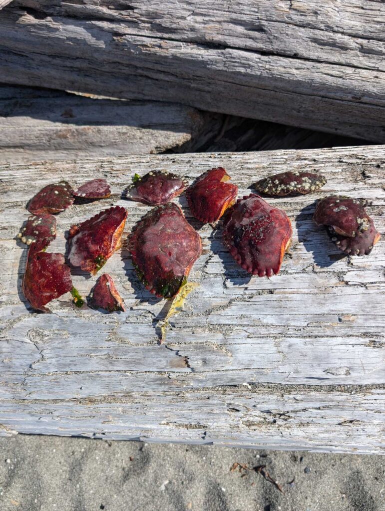 a group of red objects on a wooden surface (MyCoast AI)
