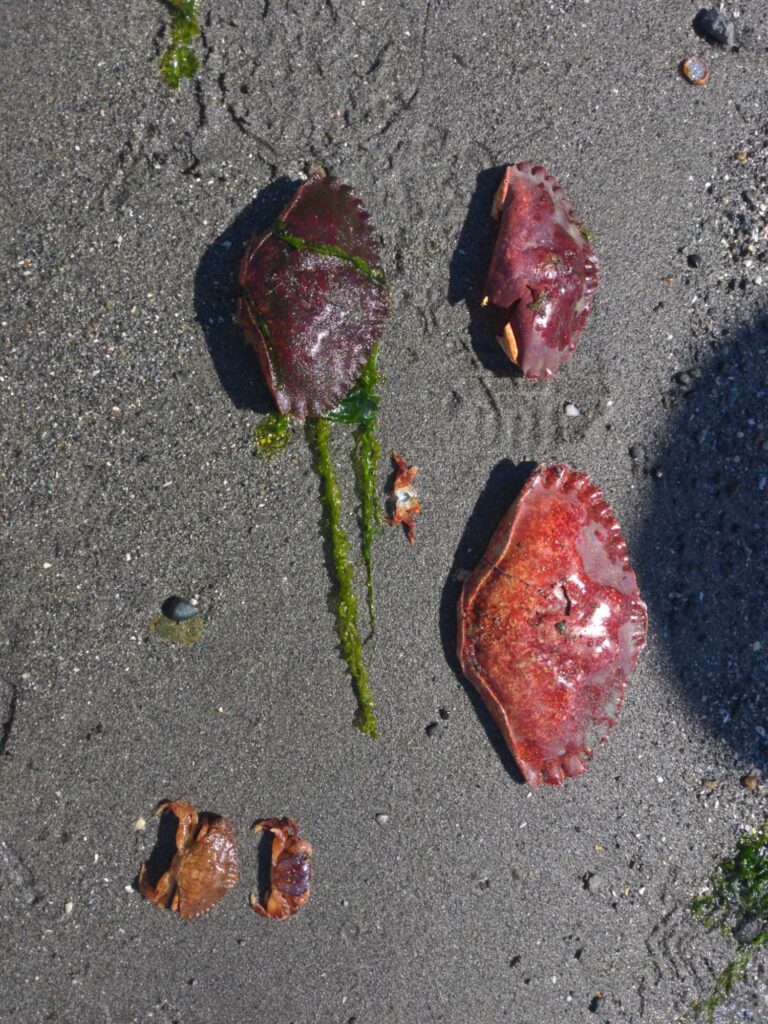 a group of red and black objects on a concrete surface (MyCoast AI)