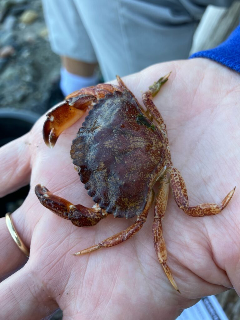a hand holding a crab (MyCoast AI)