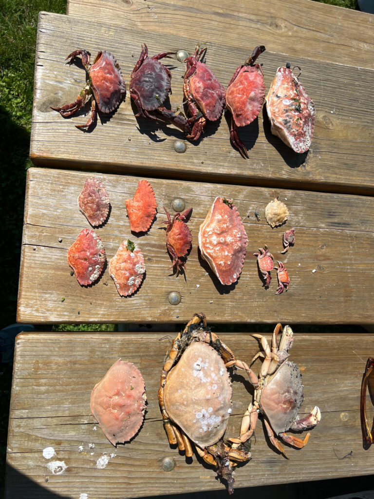 a group of lobsters on a wooden board (MyCoast AI)