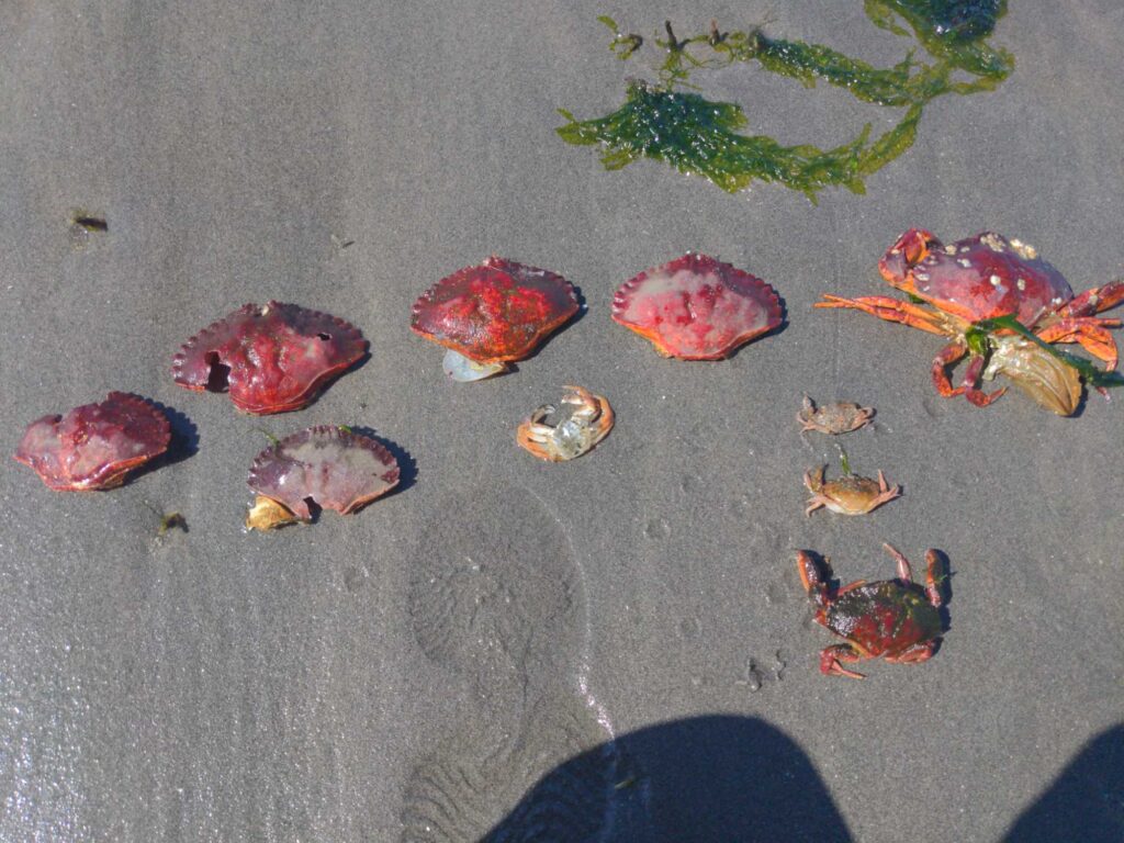 a group of fish swimming in the water (MyCoast AI)