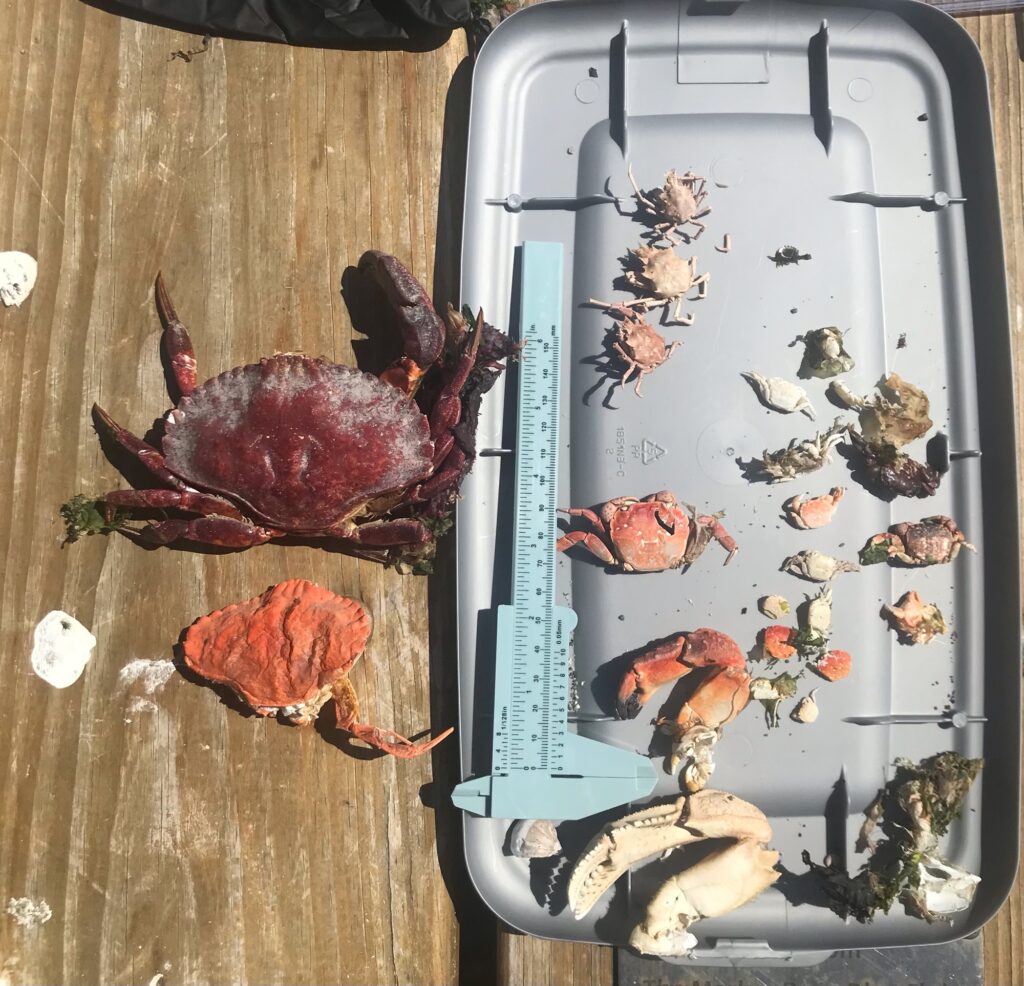 a group of bugs on a wood surface (MyCoast AI)