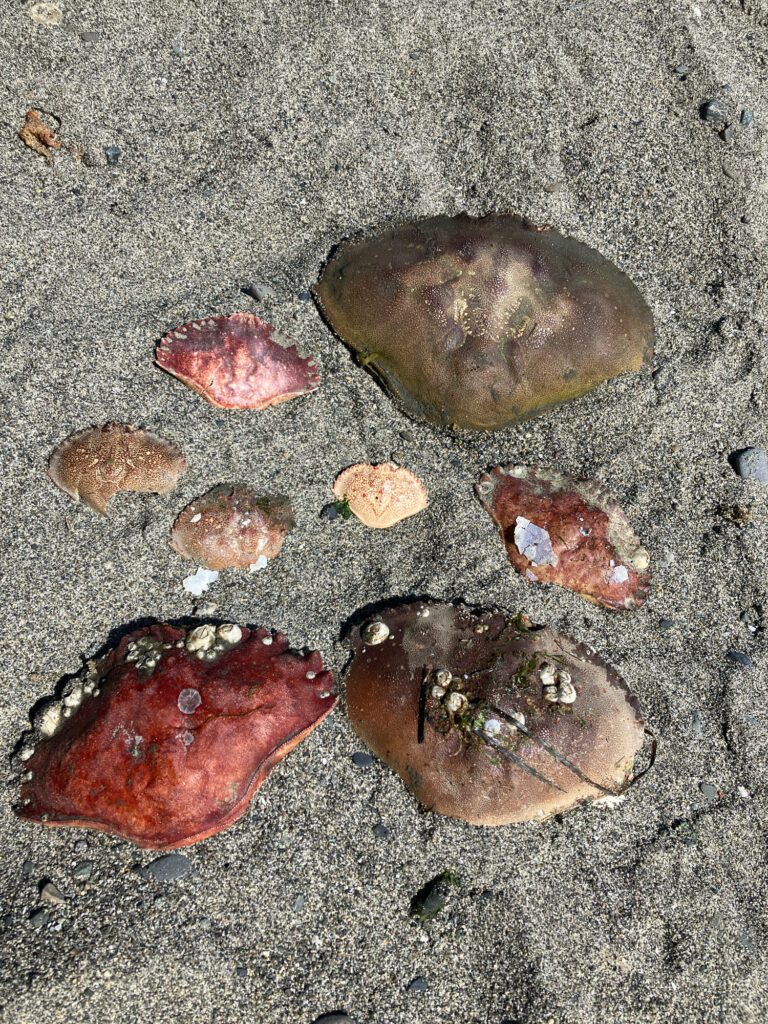 a group of rocks (MyCoast AI)