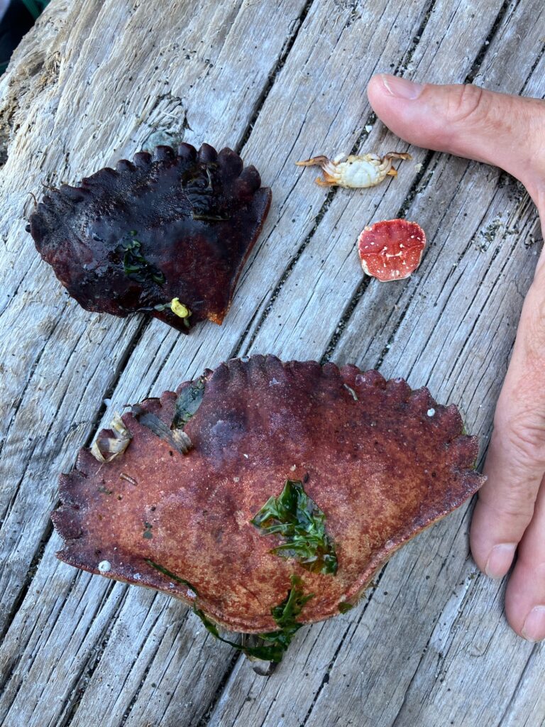 a person holding a piece of meat (MyCoast AI)