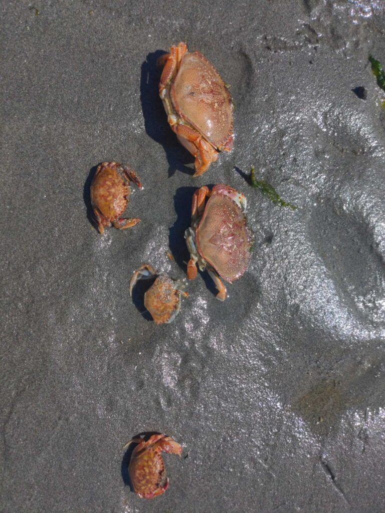 a group of brown and black bugs on a wet surface (MyCoast AI)