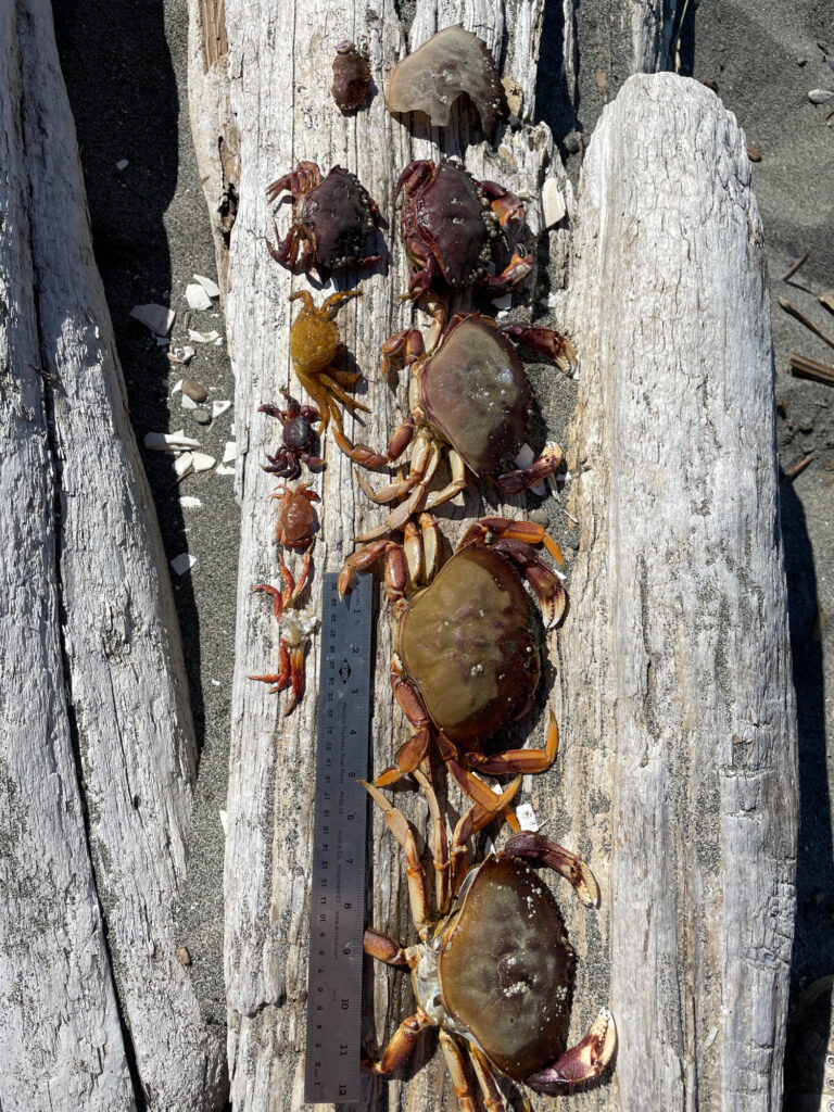 a group of bees on a wood surface (MyCoast AI)
