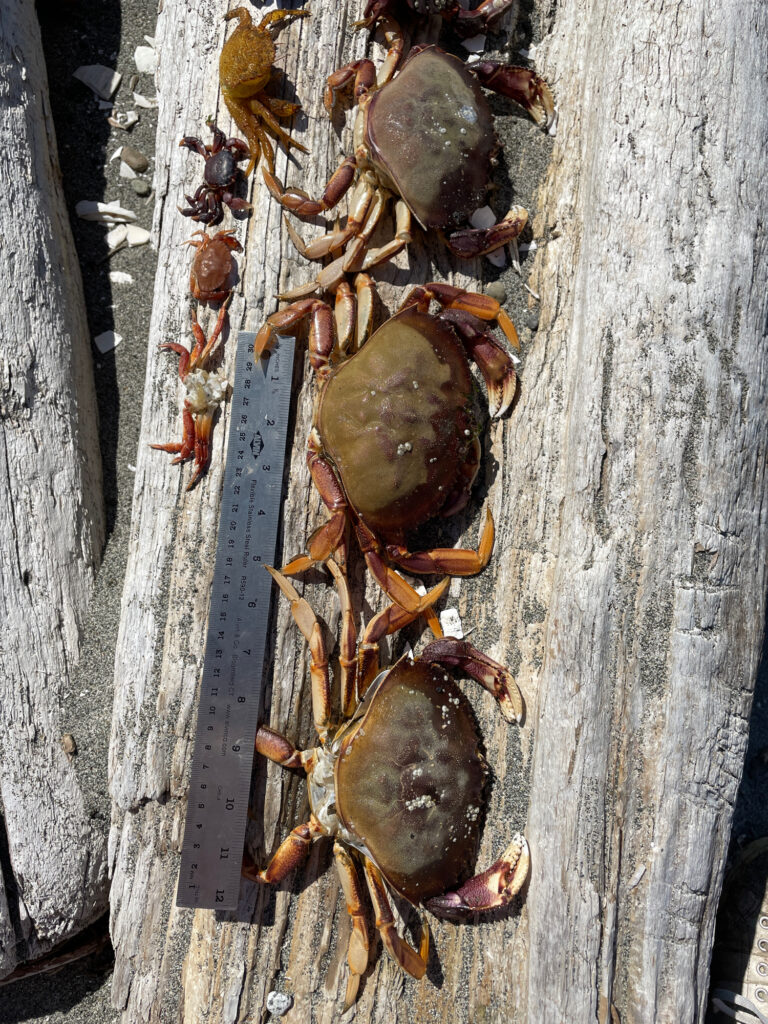 a group of bees on a wood surface (MyCoast AI)