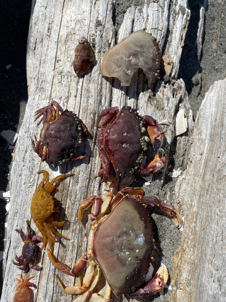 a group of snails on a tree (MyCoast AI)