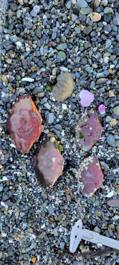 a group of rocks on a rocky surface (MyCoast AI)