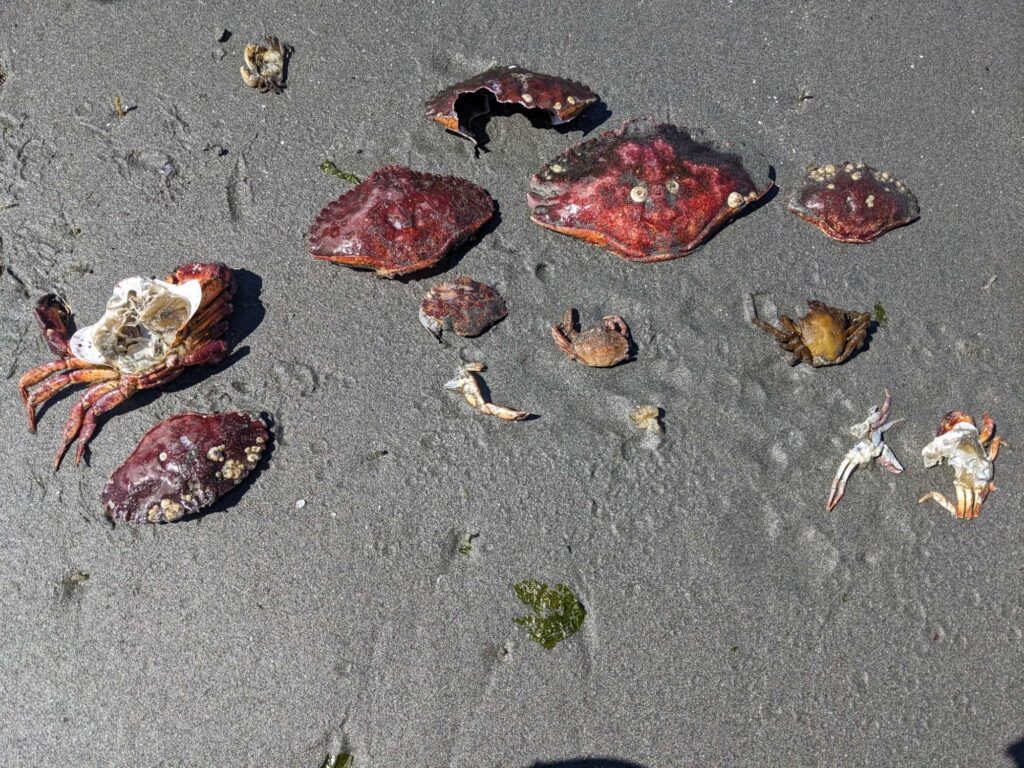 a group of sea shells on the sand (MyCoast AI)