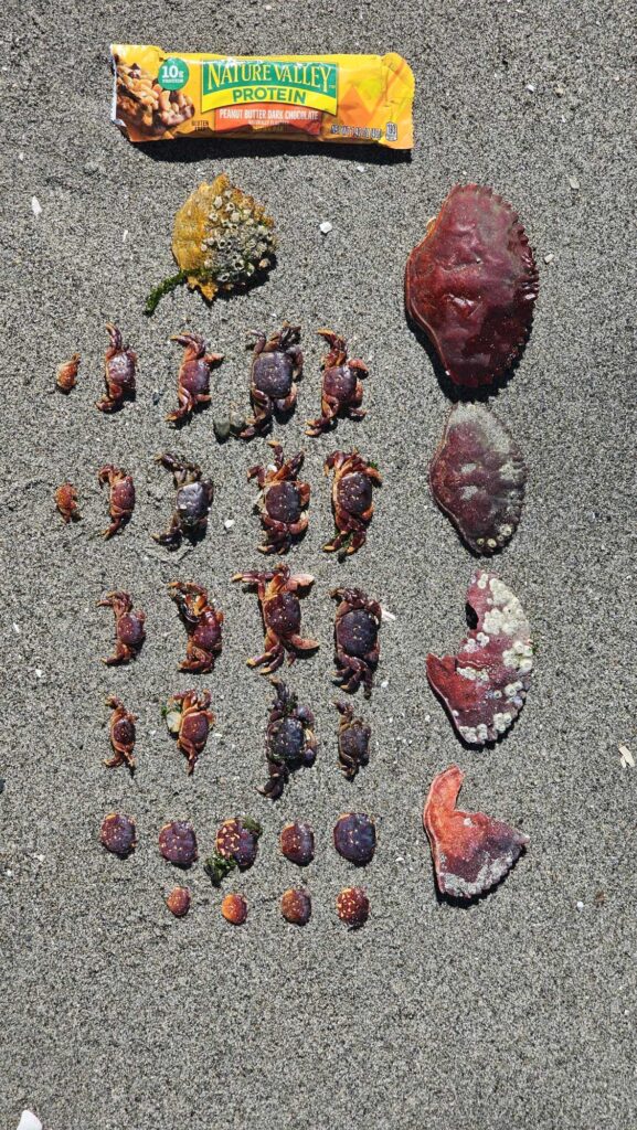 a group of small brown objects (MyCoast AI)